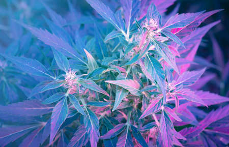 Ripe cannabis plant - hemp. Blooming female marijuana flower and leafs growing in homemade garden. Shallow depth of field and blurred background. Illuminated by sunlight. Close-upの写真素材