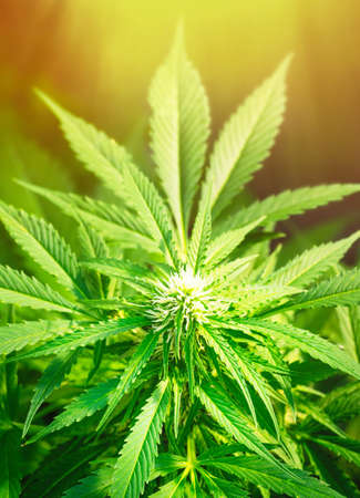 Ripe cannabis plant - hemp. Blooming female marijuana flower and leafs growing in homemade garden. Shallow depth of field and blurred background. Illuminated by sunlight. Close-upの写真素材