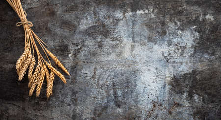 Close up of ripe ears of wheat plant. Golden spikes on rustic metal background. Top view and copy...