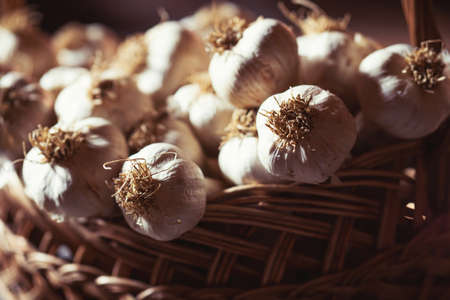 Fresh ripe garlic bulbs in old wicker basket after harvest. Healthy organic food, vitamins, BIO viands, natural background.の写真素材