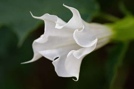Detail of white trumpet shaped flower of hallucinogen plant Devil's Trumpet (Datura Stramonium), also called Jimsonweed. Shallow depth of field and blurred background. Close-up.の写真素材