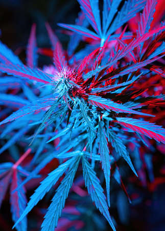 Ripe cannabis plant - Northern Light. Hemp illuminated by psychedelic color light for hallucination effect. Blooming female marijuana bud colas flowers and visible developing pistils and trichomes.の写真素材