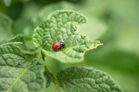 Colorado beetle (Leptinotarsa decemlineata) larva eating leaf of potato plant. Close-up of insect pest causing huge damage to harvest in farms and gardens.の写真素材