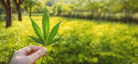 Human hand holding Marijuana Leaf from Medical Cannabis or CBD Hemp plant on blurred light green background with copy space. BIO products and back to the nature concept.の写真素材