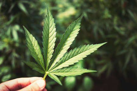 Human hand holding Marijuana Leaf from Medical Cannabis or CBD Hemp plant on blurred dark green foliage background. BIO products and back to the nature concept.の写真素材