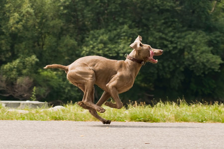 Purebred Weimaraner dog in funny pose. Running Weimar pet with flaying ears and tongue on asphalt road. Green lush foliage in the background. Copy space.の写真素材