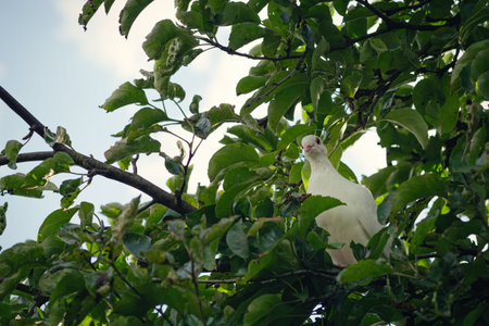 White turtle dove (Streptopelia roseogrisea) sitting on tree branch. Green lush foliage  background...