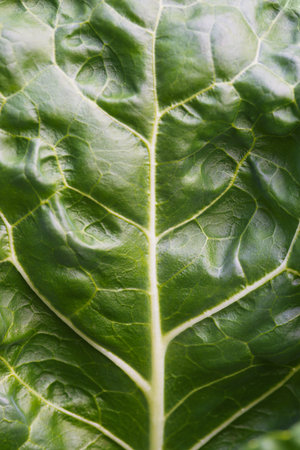 Full frame leaf of savoy cabbage background - macro. Texture of green vegetable leaf (Brassica...