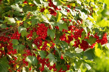 Ripe red currants (Ribes rubrum) in homemade garden. Fresh bunch of natural fruit growing on branch...
