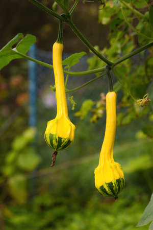 Ripe orange squash growing in homemade garden. Fresh pumpkin hanging on vine short before the harvest. Close up. Organic farming, healthy food, BIO viands, back to nature concept.の写真素材