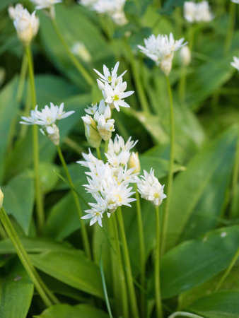 Beautiful blooming white flowers of ramson - wild garlic (Allium ursinum) plant in homemade garden....