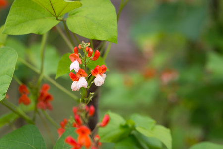 Detail of red and white flowers of kidney bean (Phaseolus coccineus) blooming on green plants in...