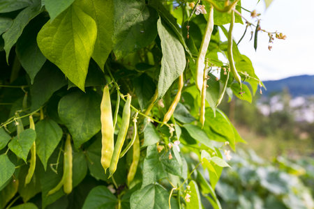 Green pods of kidney bean growing on farm. Bush with bunch of pods of haricot plant (Phaseolus...