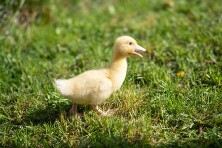 Cute small fluffy duckling outdoor. Yellow baby duck bird on spring green grass discovers life. Organic farming, animal rights, back to nature concept.の写真素材