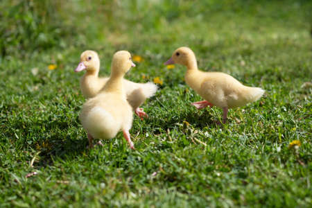 Three small fluffy ducklings outdoor. Yellow baby duck birds on spring green grass discovers life. Organic farming, animal rights, back to nature concept.の写真素材