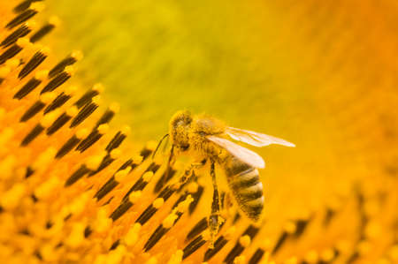 Macro shot of Honey Bee (Apis mellifera) collecting nectar and spreading pollen in yellow sunflower....