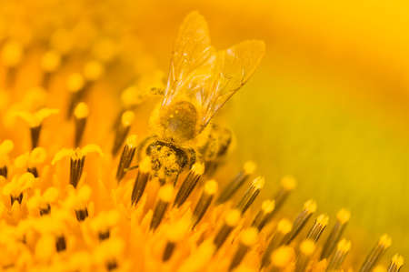 Macro shot of Honey Bee (Apis mellifera) collecting nectar and spreading pollen in yellow sunflower....