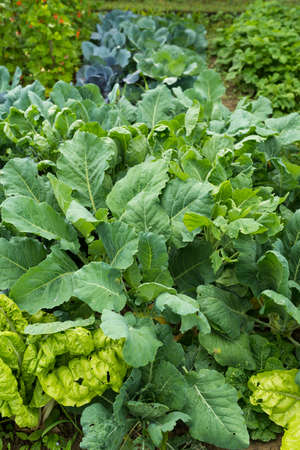 Leaves of various cabbage (Brassicas) plants in homemade garden plot. Vegetable patch with chard (mangold), brassica, kohlrabi and borecole. Close-up. Organic farming, healthy food, BIO viands.の写真素材