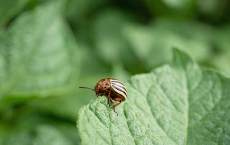 Colorado beetle (Leptinotarsa decemlineata) bug crawling on potato plant. Close-up of insect pest...