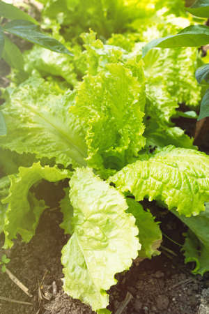 Fresh ripe head of lettuce cabbage (Lactuca sativa)Â with lots of leavesÂ growing in homemade...