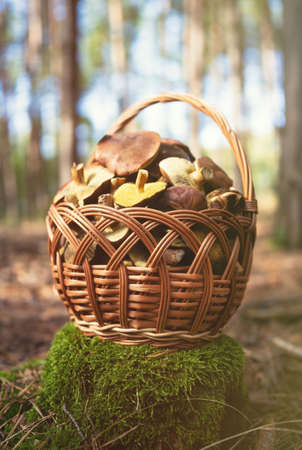 Mushroom Boletus in wooden wicker basket on stump. Autumn cep mushrooms harvested in forest.  Healthy delicious organic food, BIO viands, back to nature concept.の写真素材
