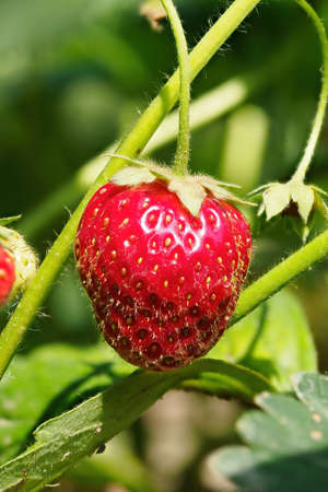 Close-up of growing red ripe strawberry on stem in garden. Detail of fresh fruit with green leaves. Organic farming, healthy food, BIO viands, back to nature concept.の写真素材