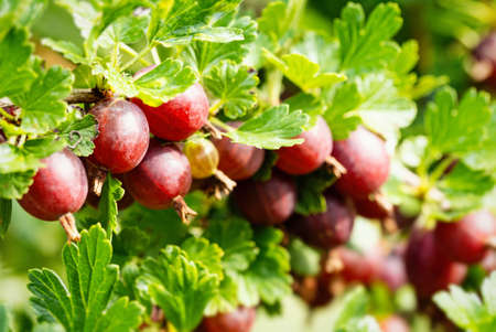 Ripe red gooseberries (Ribes uva-crispa)Â in homemade garden. Fresh bunch of natural fruit growing...