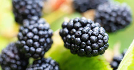 Natural fresh blackberries in a garden. Bunch of ripe blackberry fruit - Rubus fruticosus - on...