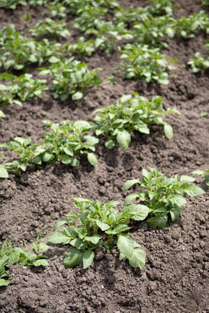 Green young potato plants (Solanum tuberosum) in row growing in garden on brown soil. Close up. Organic farming, healthy food, BIO viands, back to nature concept.の写真素材