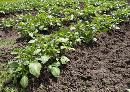 Green young potato plants (Solanum tuberosum) in row growing in garden on brown soil. Close up. Organic farming, healthy food, BIO viands, back to nature concept.の写真素材