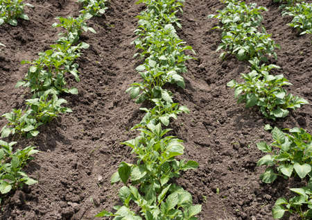 Green young potato plants (Solanum tuberosum) in row growing in garden on brown soil. Close up. Organic farming, healthy food, BIO viands, back to nature concept.の写真素材