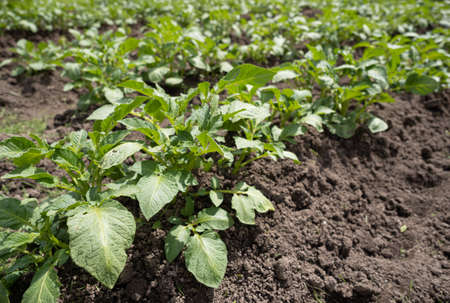 Green young potato plants (Solanum tuberosum) in row growing in garden on brown soil. Close up. Organic farming, healthy food, BIO viands, back to nature concept.の写真素材