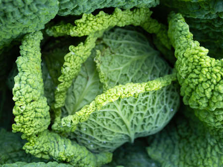 Fresh ripe head of savoy cabbage (Brassica oleracea sabauda)Â with lots of leavesÂ growing in homemade garden. Close-up.Â Organic farming, healthy food, BIO viands, back to nature concept.の写真素材