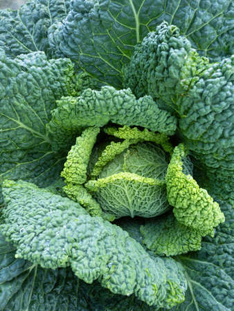 Fresh ripe head of savoy cabbage (Brassica oleracea sabauda)Â with lots of leavesÂ growing in homemade garden. Close-up.Â Organic farming, healthy food, BIO viands, back to nature concept.の写真素材