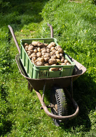 Pile of dirty newly harvested potatoes -Â Solanum tuberosum in plastic box in wheelbarrow. Harvesting potato roots in homemade garden.Â Organic farming, healthy food, BIO viands, back to nature concept.の写真素材
