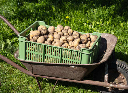 Pile of dirty newly harvested potatoes -Â Solanum tuberosum in plastic box in wheelbarrow. Harvesting potato roots in homemade garden.Â Organic farming, healthy food, BIO viands, back to nature concept.の写真素材