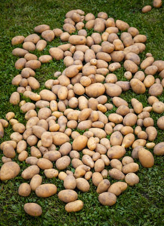 Pile of newly harvested and washed potatoes -Â Solanum tuberosum on grass. Harvesting potato roots in homemade garden.Â Organic farming, healthy food, BIO viands, back to nature concept.の写真素材