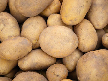 Pile of newly harvested and washed potatoes -Â Solanum tuberosum. Full frame. Harvesting potato roots in homemade garden.Â Organic farming, healthy food, BIO viands, back to nature concept.の写真素材