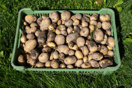 Pile of dirty newly harvested potatoes -Â Solanum tuberosum in plastic box on grass. Harvesting potato roots in homemade garden.Â Organic farming, healthy food, BIO viands, back to nature concept.の写真素材