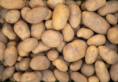 Pile of newly harvested and washed potatoes -Â Solanum tuberosum. Full frame. Harvesting potato roots in homemade garden.Â Organic farming, healthy food, BIO viands, back to nature concept.の写真素材