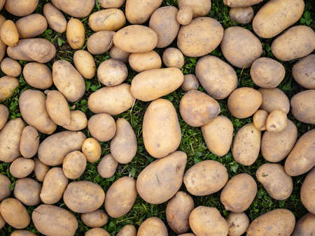 Pile of newly harvested and washed potatoes -Â Solanum tuberosum on grass. Harvesting potato roots in homemade garden.Â Organic farming, healthy food, BIO viands, back to nature concept.の写真素材
