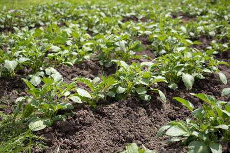 Green young potato plants (Solanum tuberosum) in row growing in garden on brown soil. Close up. Organic farming, healthy food, BIO viands, back to nature concept.の写真素材