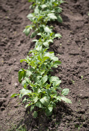Green young potato plants (Solanum tuberosum) in row growing in garden on brown soil. Close up. Organic farming, healthy food, BIO viands, back to nature concept.の写真素材