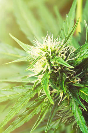 Ripe cannabis plant macro - Northern Light.Â Blooming female marijuana with large bud colas flowers and visible developingÂ white pistil hairs and amber trichomes.Â Hemp Illuminated by sunlight. Close-upの写真素材