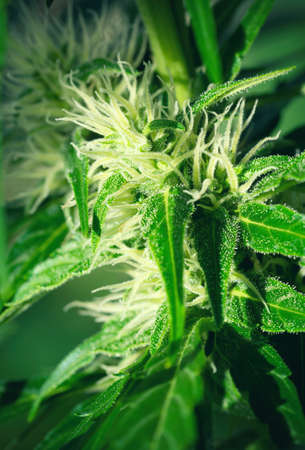 Ripe cannabis plant - Northern Light.Â Blooming female marijuana flower and leaves growing in homemade garden. Deep depth of field and blurred background.Â  Hemp Illuminated by sunlight. Close-up.の写真素材