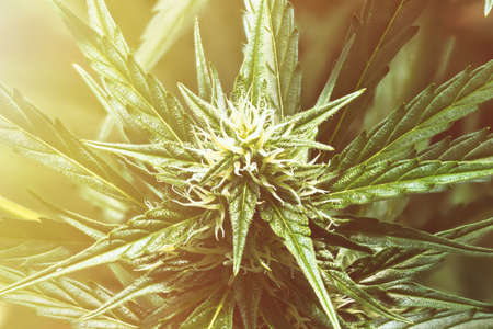 Ripe cannabis plant - Northern Light.Â Blooming female marijuana flower and leaves growing in homemade garden. Deep depth of field and blurred background.Â  Hemp Illuminated by sunlight. Close-up.の写真素材