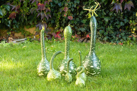 Ripe green squashes exhibition on grass lawn. Fresh harvested decorative pumpkins in shape of swan displayed in garden. Close up. Organic farming, healthy food, BIO viands, back to nature concept.の写真素材