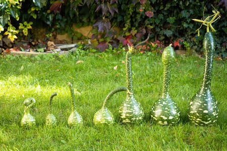 Ripe green squashes exhibition on grass lawn. Fresh harvested decorative pumpkins in shape of swan displayed in garden. Close up. Organic farming, healthy food, BIO viands, back to nature concept.の写真素材