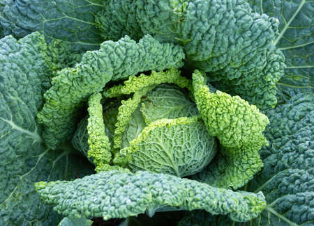 Fresh ripe head of savoy cabbage (Brassica oleracea sabauda)Â with lots of leavesÂ growing in homemade garden. Close-up.Â Organic farming, healthy food, BIO viands, back to nature concept.の写真素材