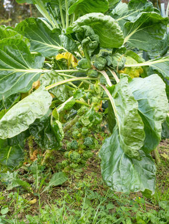 Fresh young Brussels Sprout headsÂ (Brassica oleracea var. gemmifera)Â growing in homemade garden. Close-up.Â Organic farming, healthy food, BIO viands, back to nature.の写真素材